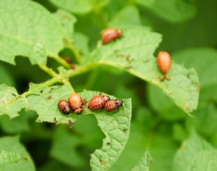 10 unique classes you can take at jjc joliet junior college insects and people