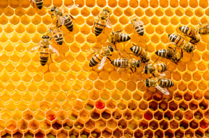 beekeeping