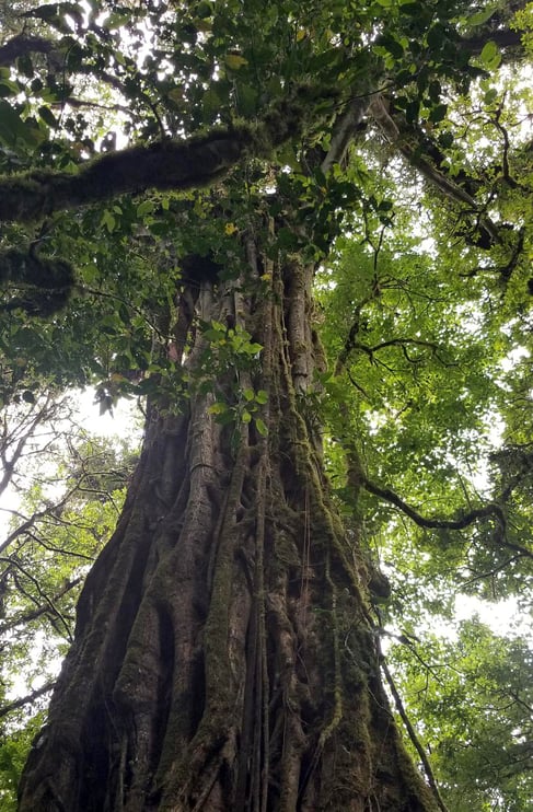 costa rican tree jjc joliet junior college students study abroad in costa rica