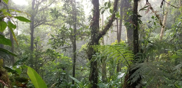 costa rican forest jjc joliet junior college students study abroad in costa rica