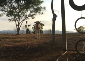 la gran vista agroecological farm jjc joliet junior college students study abroad in costa rica