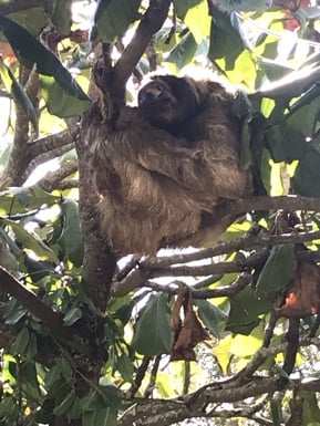 toucan rescue ranch sloth jjc joliet junior college students study abroad in costa rica
