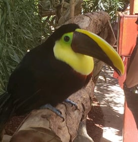 toucan rescue ranch jjc joliet junior college students study abroad in costa rica