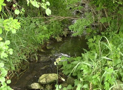 5 things to spot on jjc's nature trails jjc joliet junior college fen