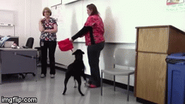 the umbrella test dog behavior jjc vet tech