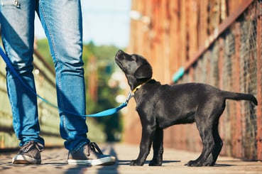 5 places to volunteer in the joliet area joliet junior college jjc hopeful tails animal rescue