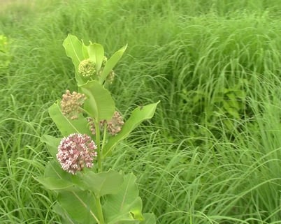 5 things to spot on jjc's nature trails jjc joliet junior college wildflowers prairie plants