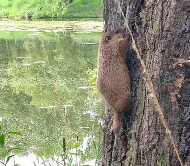 5 things to spot on jjc's nature trails jjc joliet junior college wildlife