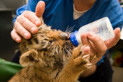 joliet junior college zoo veterinary technician 5 unique careers you can get with a jjc degree