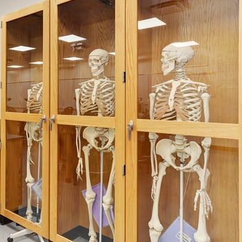 10 instagram worthy shots around campus . jjc joliet junior college skeleton natural sciences labs