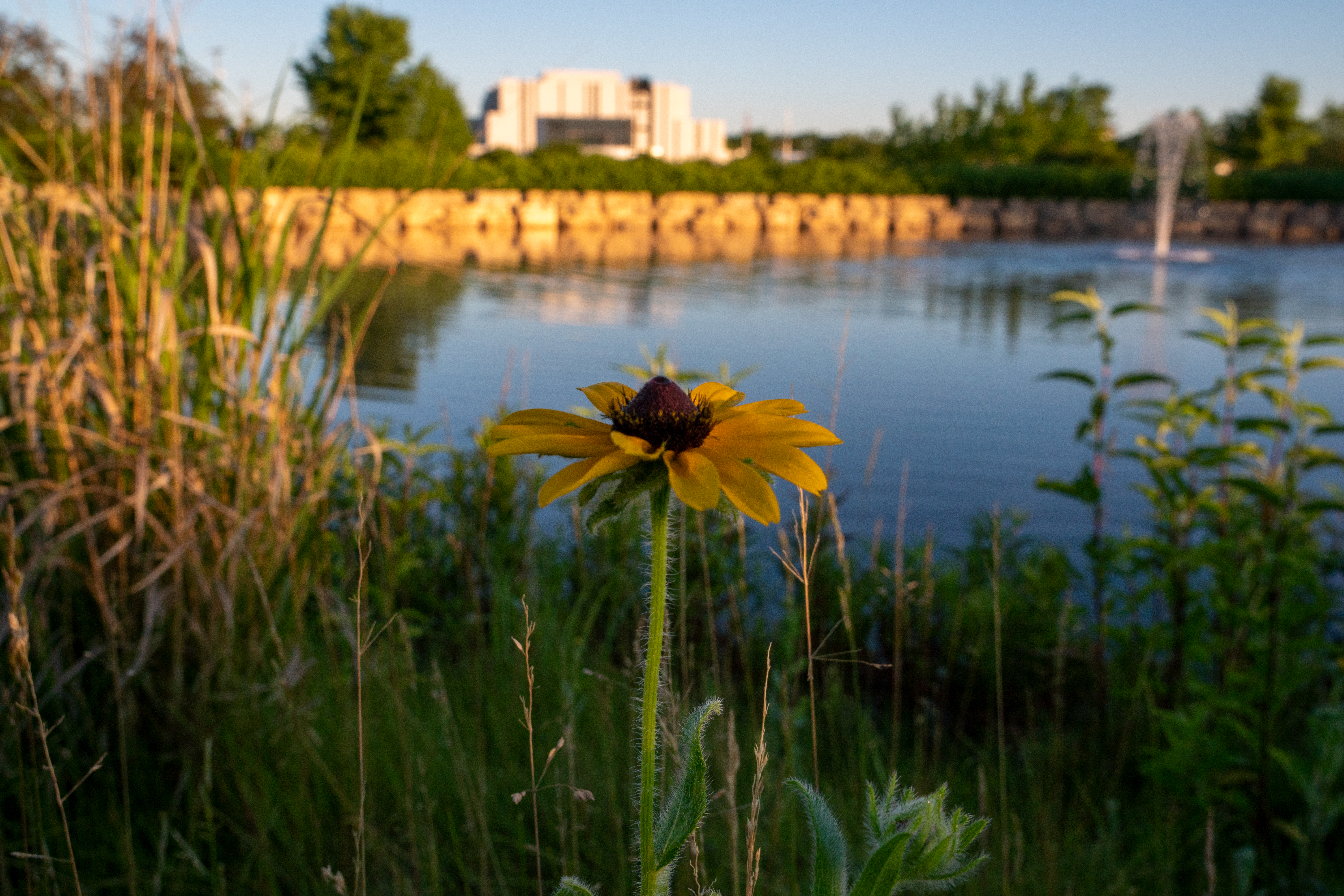flower in focus with JJC Main Campus, water and plants in background